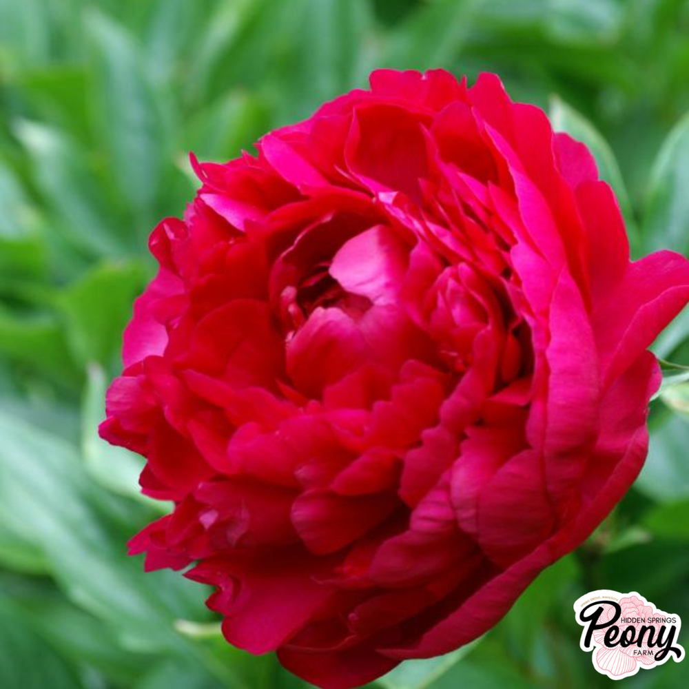 Felix Crousse Peony — Hidden Springs Peony Farm